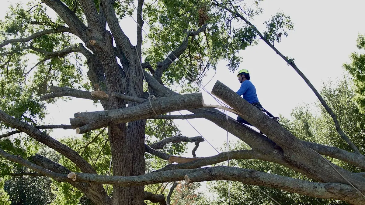 Professional Hazardous Tree Removal performed by certified arborists in Bushnell