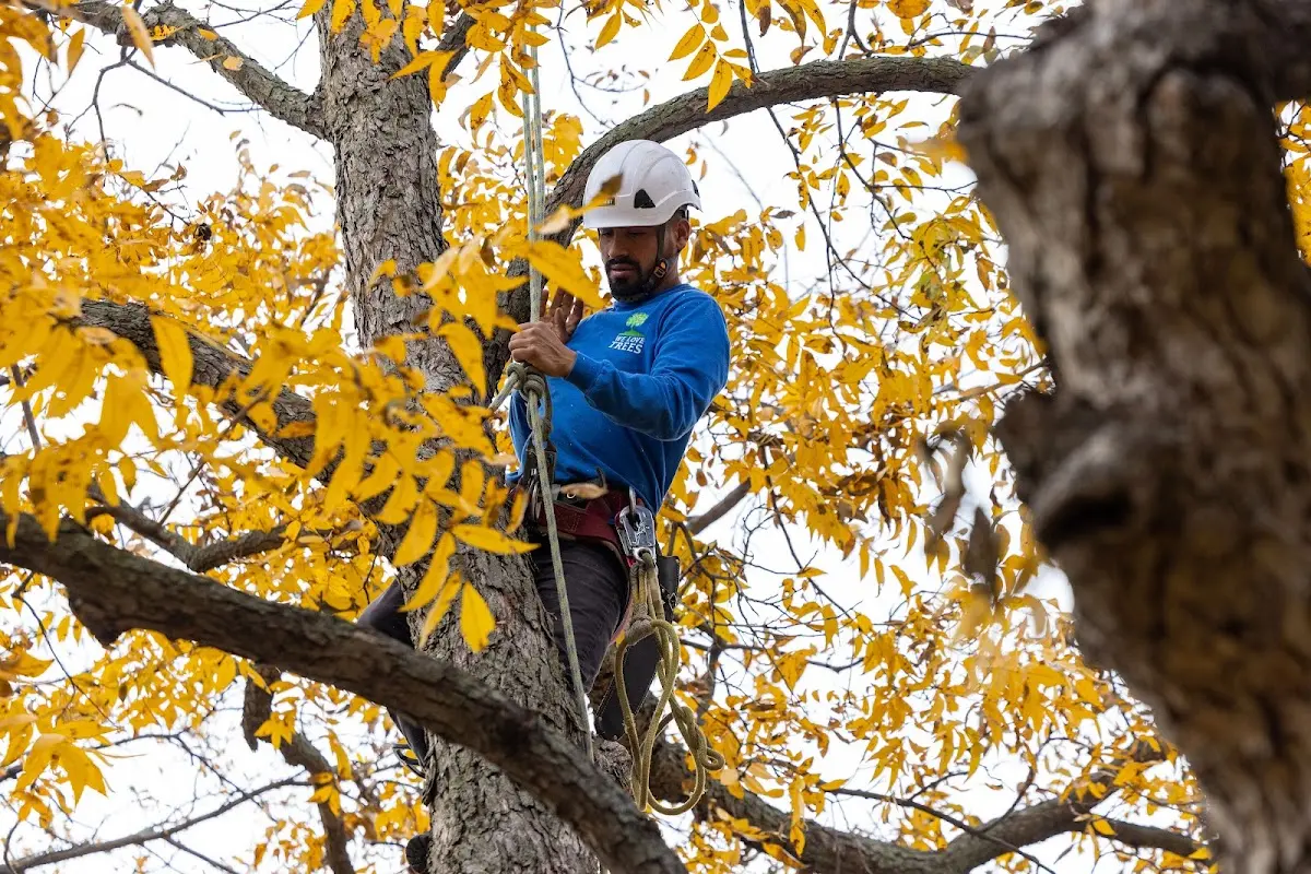 Skilled Storm Damage Cleanup crew working in Bushnell